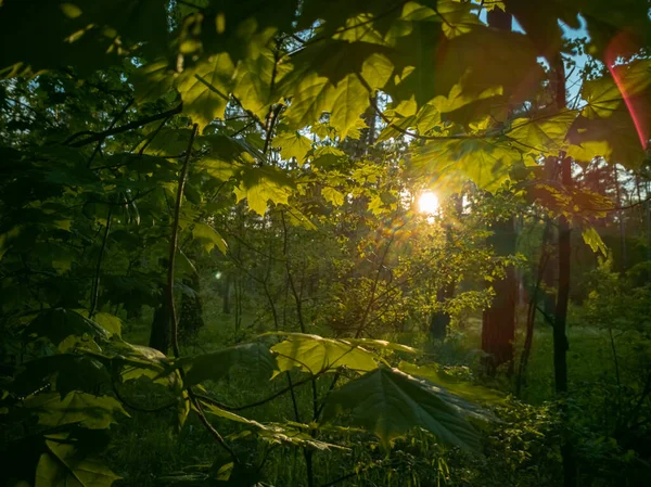 Prachtig Landschap Zonlicht Breekt Door Het Gebladerte Een Groen Zomerwoud — Stockfoto