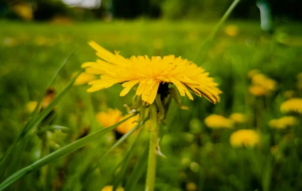 Yellow Blooming Dandelions Green Grass Close Beautiful Summer Background — Stock Photo, Image