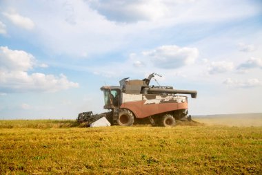 Eski hasatçı tarlayı sürüyor. hasat işçisi ekilen tarladan buğday topluyor yaz günü.