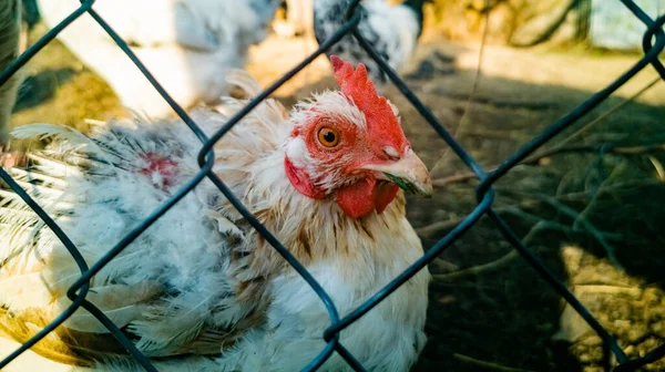 Gallina Blanca Enferma Detrás Cerca Malla Primer Plano Una Polla — Foto de Stock