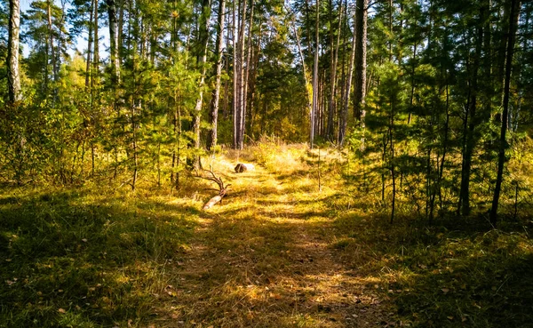Piękne Jesienne Tło Piękny Jesienny Krajobraz Żółty Las Słońcu Spadły — Zdjęcie stockowe
