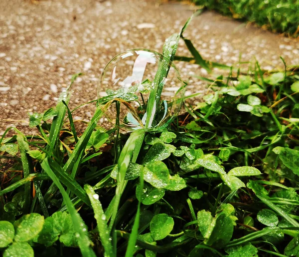 Burbuja Jabón Con Resplandor Blanco Encuentra Hierba Verde Cerca —  Fotos de Stock