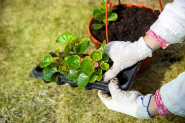 Bahçıvan ve ev eldivenleri kabarcıklardan güneşli bir çömlek gününe kadar çiçek dikiyor.