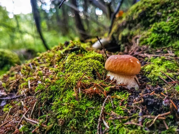 Hermoso Hongo Blanco Crece Bosque Sol Cerca — Foto de Stock