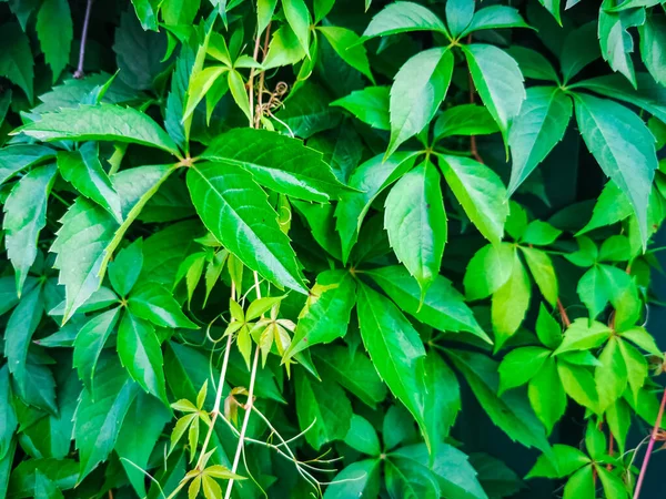 Verde Hiedra Hojas Fondo Pared Naturaleza Textura Plantas — Foto de Stock