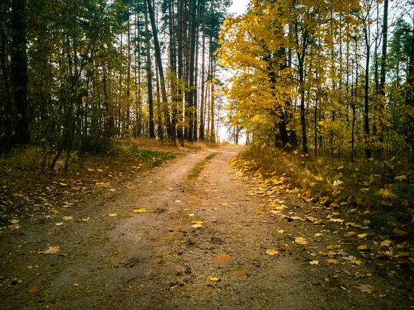 Beautiful Autumn Background Beautiful Autumn Landscape Yellow Forest Sun Fallen — Stock Photo, Image