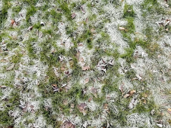 Herbe Couverte Givre Gros Plan Vue Dessus — Photo