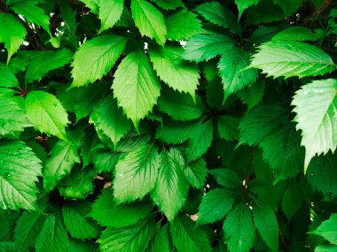 Yeşil çit arka planı. Sarmaşık yaprakları. Ağaç sarmaşığı dokusu, doğa geçmişi. Sarmaşık, yaprağın doğal deseni..