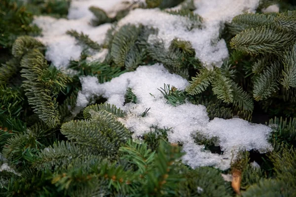 Крупный План Еловых Ветвей Покрытых Снегом Текстура Мягкий Фокус — стоковое фото