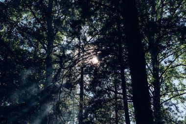 Ormanda gün batımı