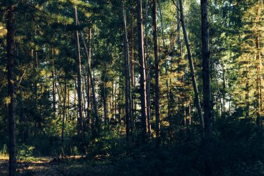 Ormanda gün batımı