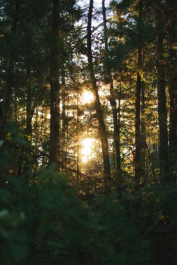 Ormanda gün batımı