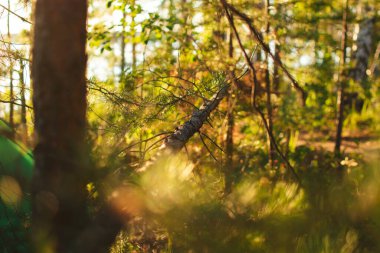 Ormanda gün batımı