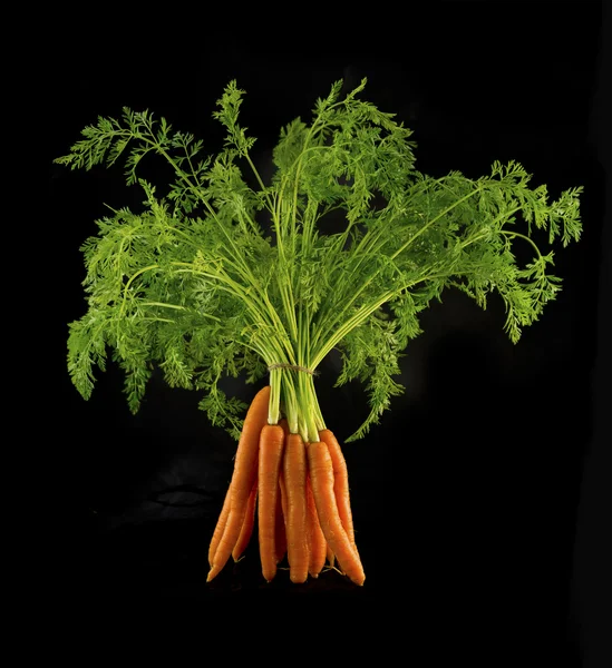Μάτσο φρέσκα βιολογικά καρότα — Φωτογραφία Αρχείου