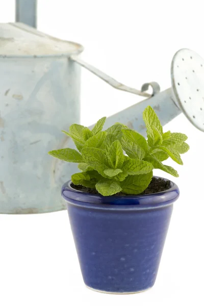 Menta en una olla azul con una regadera en el fondo —  Fotos de Stock