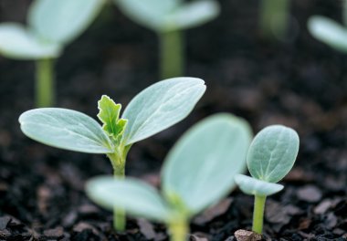  Yeni yetişkin fidan 