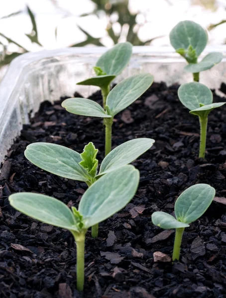 Plántulas cultivadas en una bandeja de semillas de plástico DIY , —  Fotos de Stock