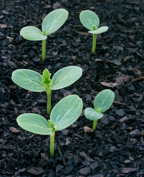 Semillas fáciles de cultivar —  Fotos de Stock