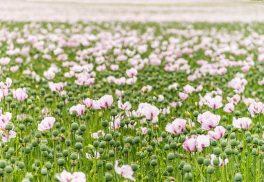 Alanı doldurmanız afyon haşhaş dolu 