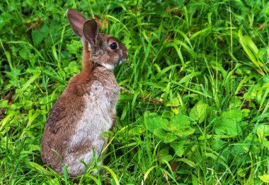 Uyarı genç yabani tavşan 