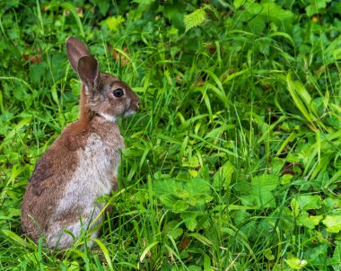  Genç yabani tavşan