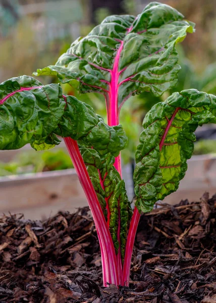 Organic Chard Growing Allotment Small Holding Showing Colorful Stalk Selective — Stock Photo, Image
