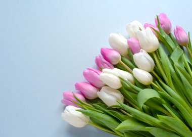 Bir sürü güzel çiçeğin üst görüntüsü, mavi arka plan fotokopi alanının pembe ve beyaz laleleri 