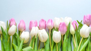 16-9 başlıklı güzel pembe ve beyaz laleler üst üste boş bir alanda tatil etkinlikleri için açık mavi arka planda Paskalya Günü Sevgililer Günü