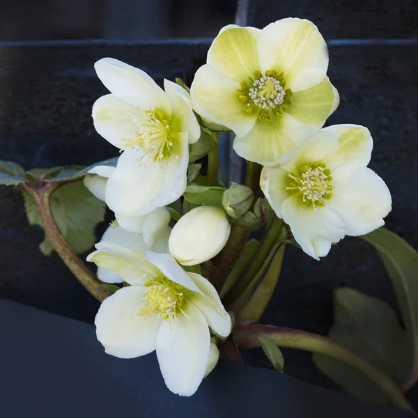 Close Adleborous White Winter Rose English Garden — стоковое фото