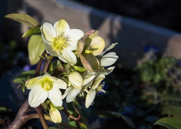 Aproape Plantă Flori Helleborous Trandafir Alb Iarnă Într Grădină Englezească — Fotografie, imagine de stoc
