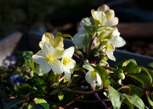 Aproape Floarea Infernală Trandafir Alb Iarnă Într Grădină Engleză Fundal — Fotografie, imagine de stoc
