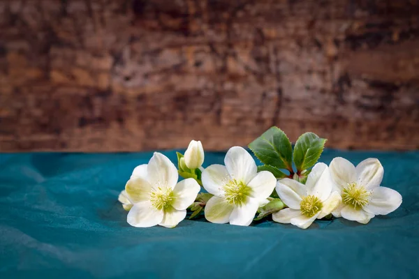 Hellebore Alb Trandafirul Iarnă Flori Rând Împușcat Pentru Spațiu Copiere — Fotografie, imagine de stoc