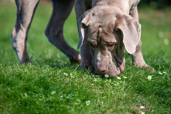Large dog smelling the grass scent to track and rescue, or hunt selective focus copy space at base of image
