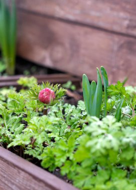 Çiçek tarhında, bahçede ya da dul kutusunda genç bahar ampulleri anemonlar ve nergisler de dahil olmak üzere arka plandaki dikey resimde seçici odak alanı