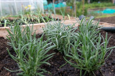 Yeni ekilmiş çiçek ve sebzelerin seçici odak noktası yeni bir mevsimin büyüdüğünü gösteriyor, nemli hava koşulları üst ve yan taraflarda  