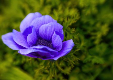 Mavi şakayık çiçeği, yakın çekim, merceklerle çekilen bir swril bokeh arkaplan efektleri için sağ tarafa kopyalama alanı 