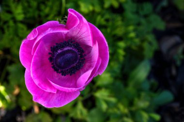 Göz kamaştırıcı pembe ve Scarlett şakayık çiçekleri yukarıdan seçici bir odak noktasından alınmış. bir telif alanı ve metin kaplaması kullanımı için yeşil yaprak arkaplanı