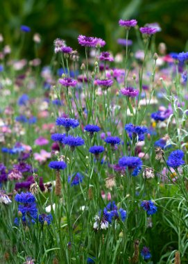  Kozmos ve çiçek de dahil olmak üzere pembe ve mavi renkli yabani çiçeklerin otlağı seçici bir odak noktası dikey görüntüsüyle bir kopya alanı ile çekilmiştir.