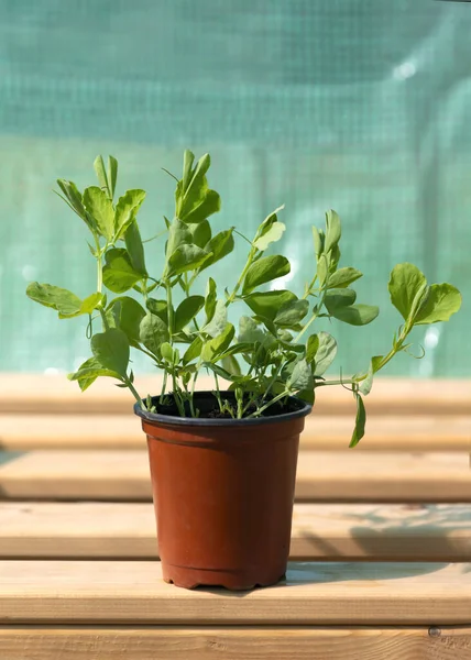 Verzameling Van Zoete Erwten Zaailingen Close Klaar Worden Potted Teelt — Stockfoto