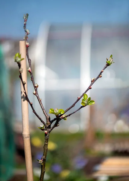 Selectieve Focus Een Ontluikende Fruitboom Die Het Punt Staat Bloeien — Stockfoto