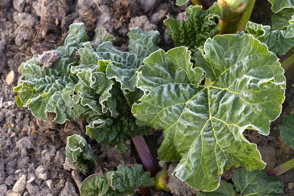 Concept Frost Damage Hoarfrost Our Vegetables Garden Smallholding Allotment Sometimes — Stock Photo, Image