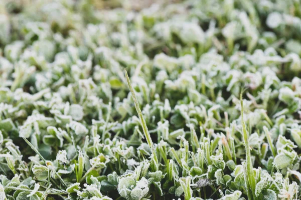 Background Selective Focus Frost Covered Grass English Garden Blurred Background — стоковое фото