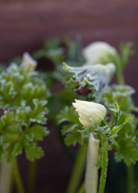 Beyaz şakayık çiçeği sabahın erken saatlerinde donmuş dikey görüntülerle kaplı ve seçici odak noktasında seçici bir yeşil arkaplan görüntüsüyle Copyspace