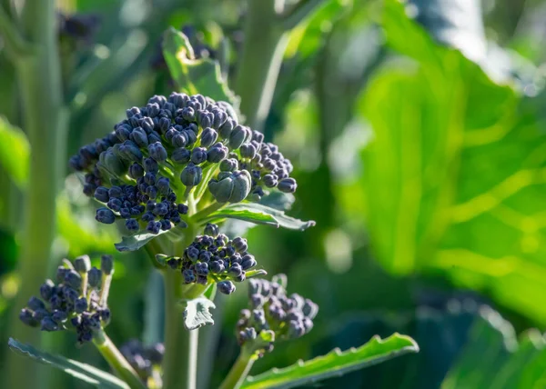 Garten Hintergrund Mit Purple Keimenden Brokkoli Mit Geringer Schärfentiefe Vibrierenden Stockfoto
