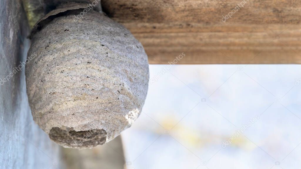 close up macro shot of a whole  wasp or hornets nest constructed in the garden shed  image in shallow depth of field copy space to right 