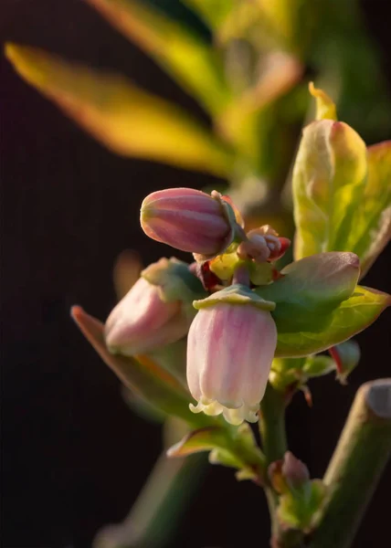 Focus Een Enkele Bosbessenbloem Een Tak Met Knoppen Macro Close — Stockfoto