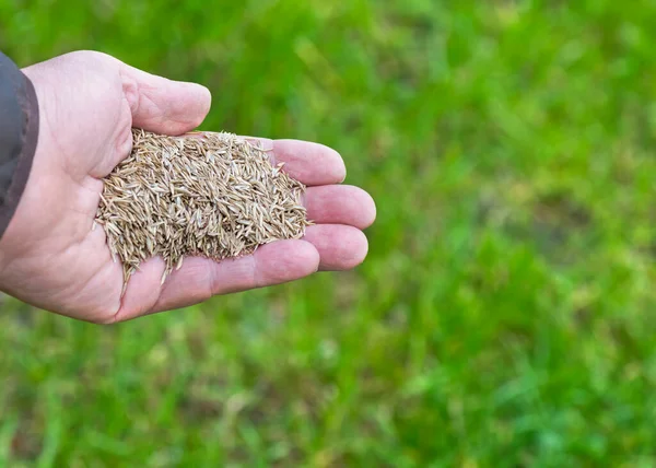 Reparatur Eines Rasens Mit Grassamen Weibliche Hand Hält Grassamen Über lizenzfreie Stockbilder