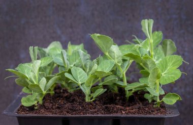 Tepside ekilmeye hazır taze bezelye tohumları, bahçedeki veya tahsisattaki bir çardağı iklimlendirmek için, yukarıdaki bulanık arkaplan fotokopi alanı   