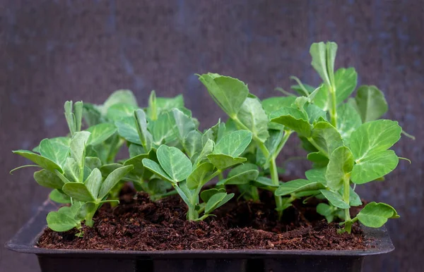 Plántulas Guisantes Jóvenes Una Bandeja Lista Para Ser Plantada Para —  Fotos de Stock