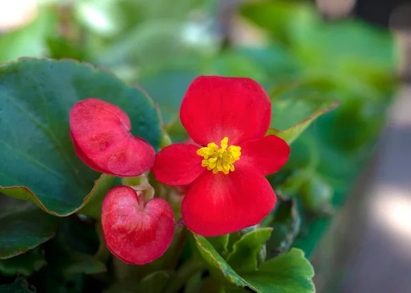 Selektivní Zaměření Makro Záběr Červené Begonie Květ Zeleným Listím Pozadí — Stock fotografie